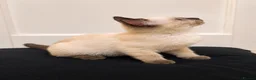 Ragdoll cats for sale: Beautiful Ragdoll Cross Kitten – Blue Eyes - Advert 5