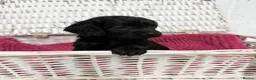 Cockapoo dogs for sale: Stunning Cockapoo Puppies - Only 2 Puppies Left  - Advert 6