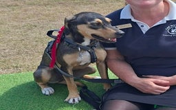 Mixed Breed dogs for adoption: FREYA - 18 Months Old, Hound Mix Girl - Image 6