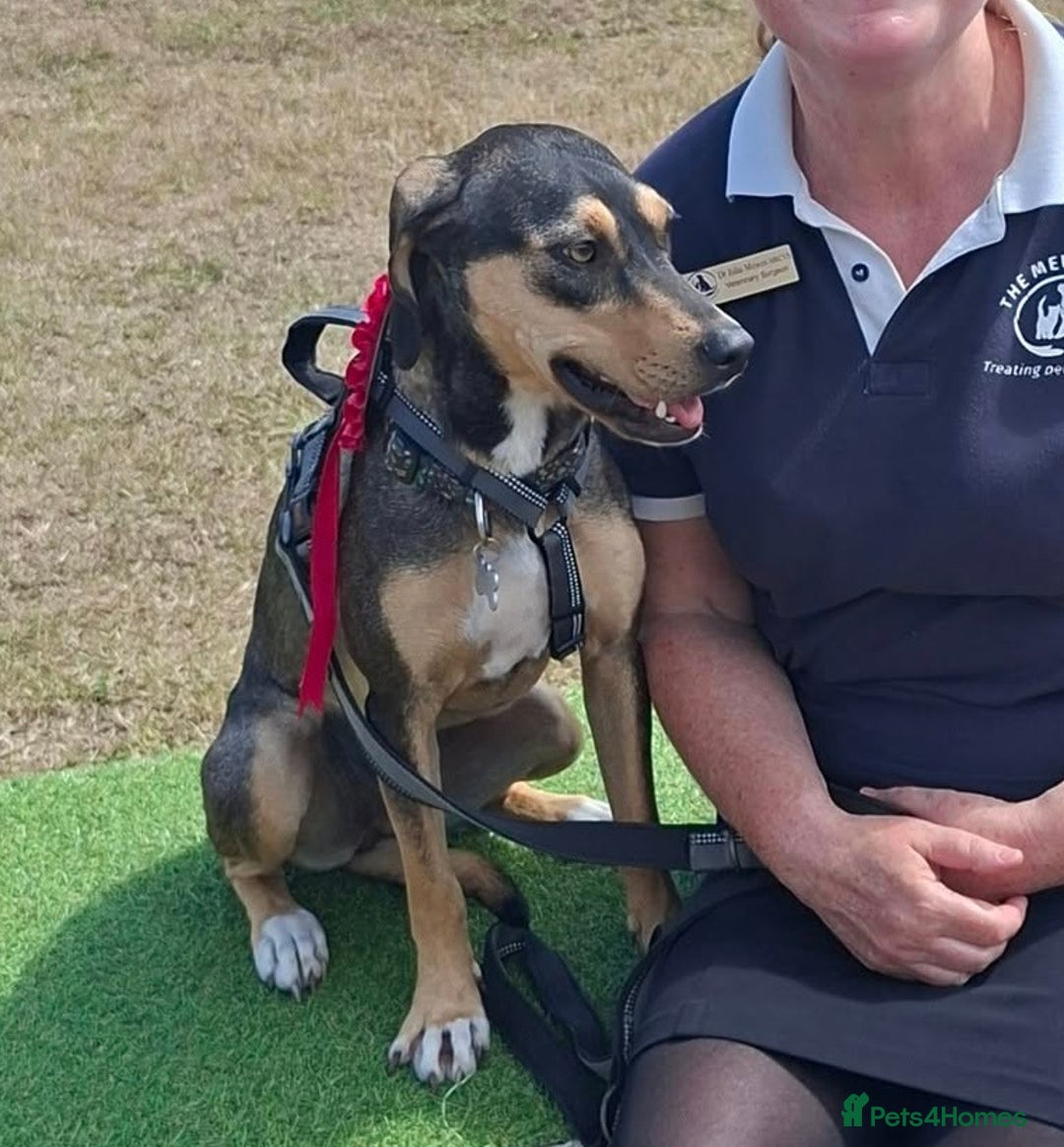 Mixed Breed dogs for adoption: FREYA - 18 Months Old, Hound Mix Girl - Image 6