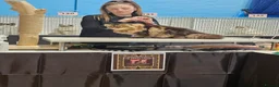 Persian cats for sale: CH Teddy Persian - Amazing cat - Advert 5