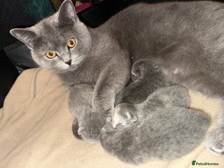 Scottish Fold cats - Advert 6