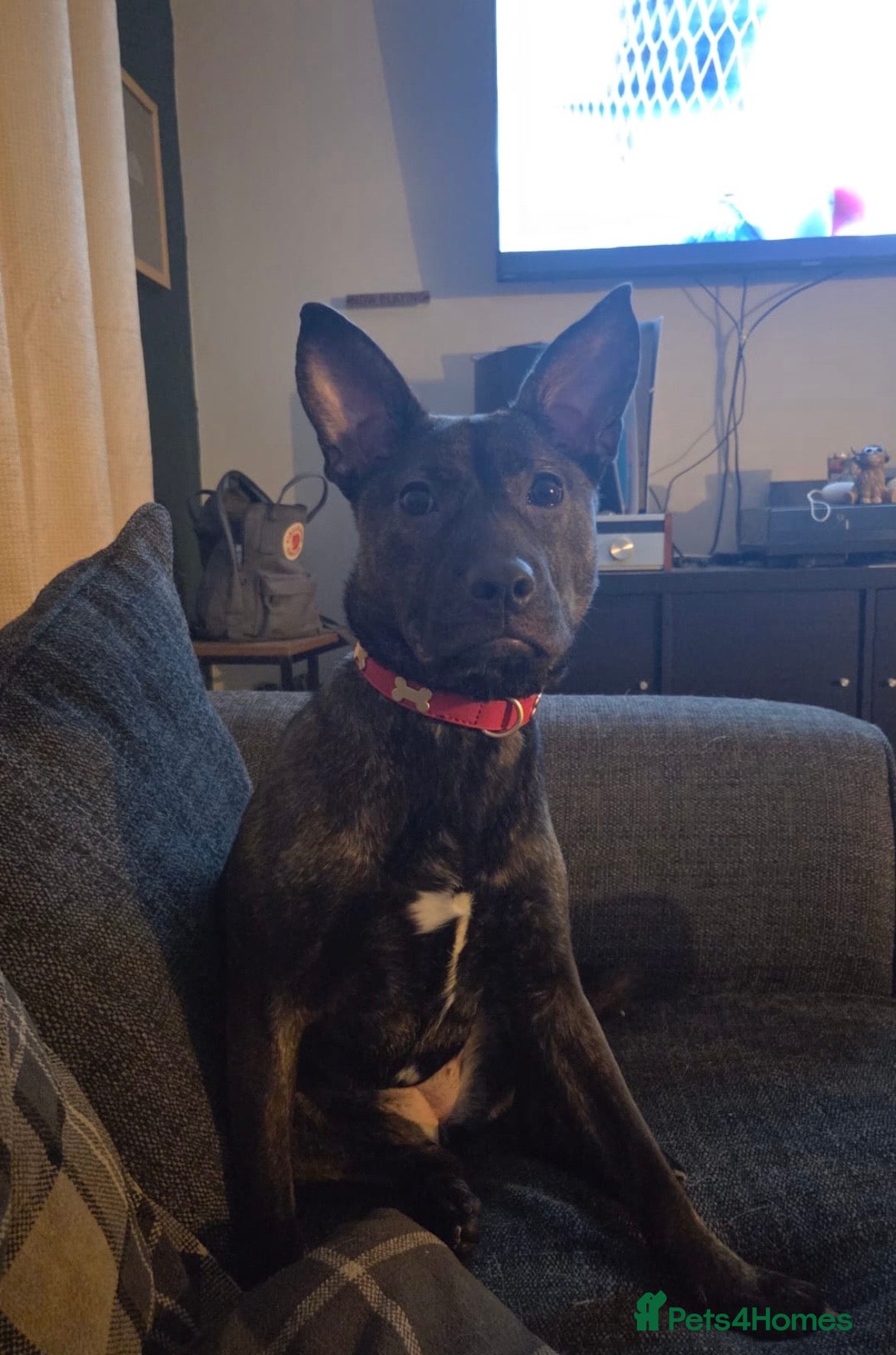 Mixed Breed dogs Beautiful Mixed Breed Puppy. Urgent Home Needed - Advert 1