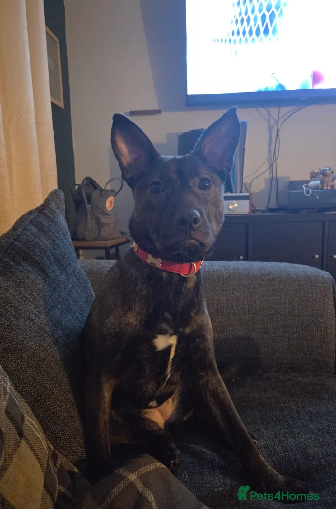 Mixed Breed dogs for sale: Beautiful Mixed Breed Puppy. Urgent Home Needed - Advert 1