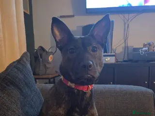 Mixed Breed dogs Beautiful Mixed Breed Puppy. Urgent Home Needed - Advert 4