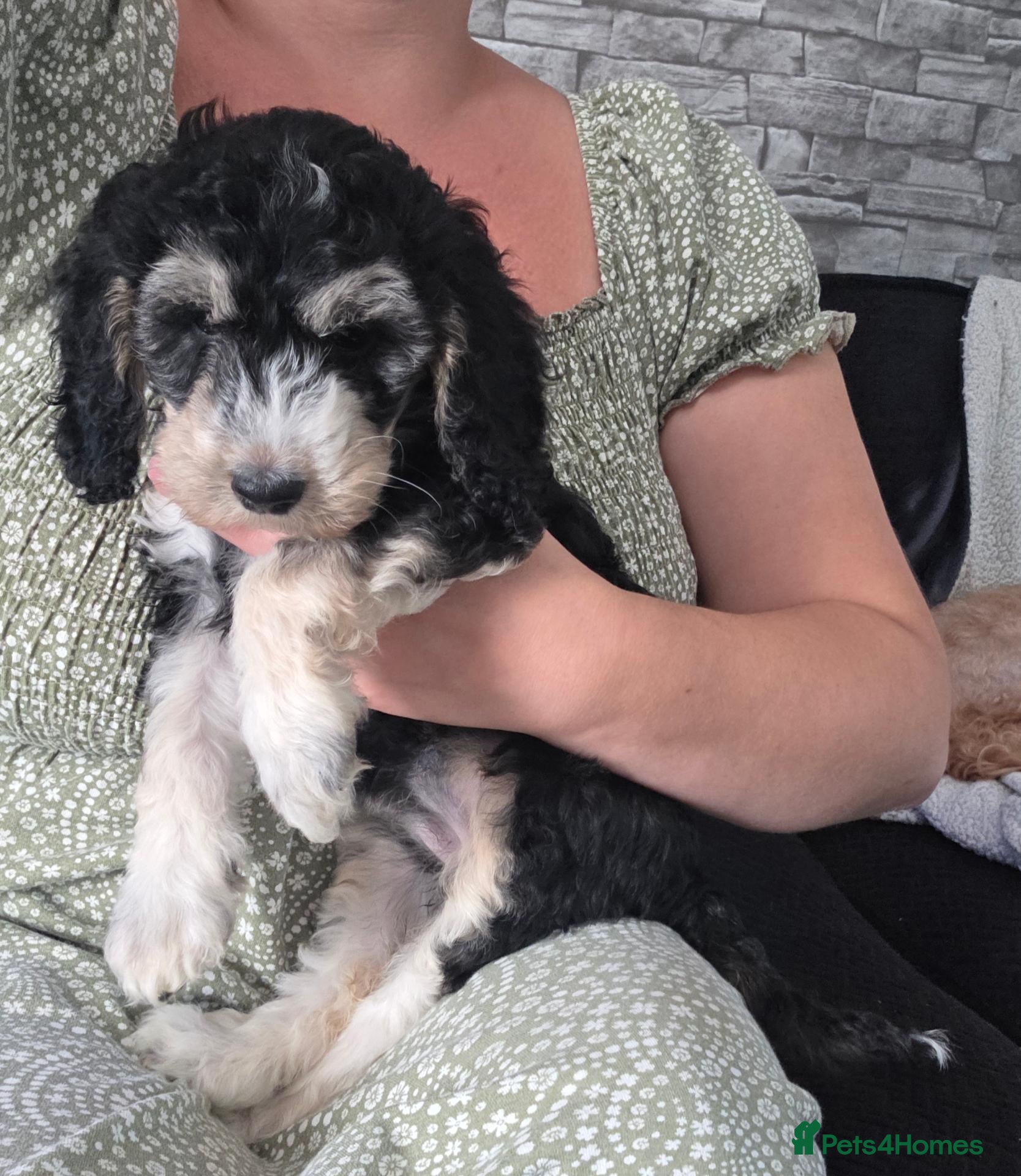 Cockapoo dogs Last Lovely Girl Remaining - Ready Now - Advert 9