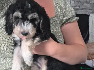 Cockapoo dogs Last Lovely Girl Remaining - Ready Now - Advert 9