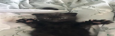 Bob