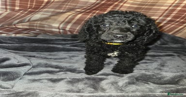 Mixed Breed dogs - Advert 13