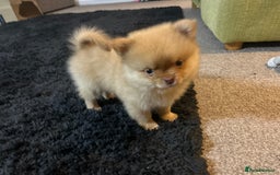 Pomeranian dogs for sale: 2 stunning boy Pomeranian pups ready in 1 week  - Image 7