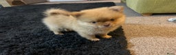 Pomeranian dogs for sale: 1 stunning rare markings Pom ready now  - Advert 26
