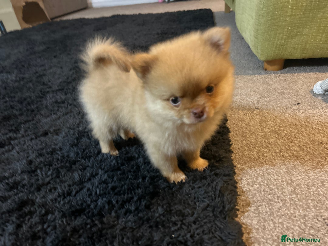 Pomeranian dogs for sale: 2 stunning boy Pomeranian pups ready in 1 week  - Image 7