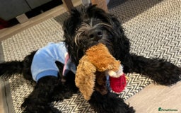 Cockapoo dogs for sale: Teddy 🐾  - Image 8