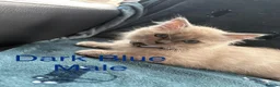 Ragdoll cats for sale: 5 Ragdoll Kittens For Sale - Advert 13