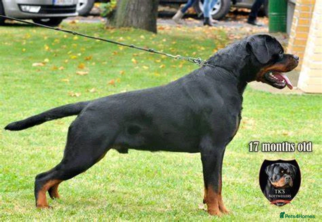 Rottweiler dogs for stud: **** FAUSTINIS TK,S QUANTOM OF SOLICE **** in Preston - Advert 32