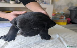Labrador Retriever dogs for sale: Retriever Labrador puppys for sale - Image 15