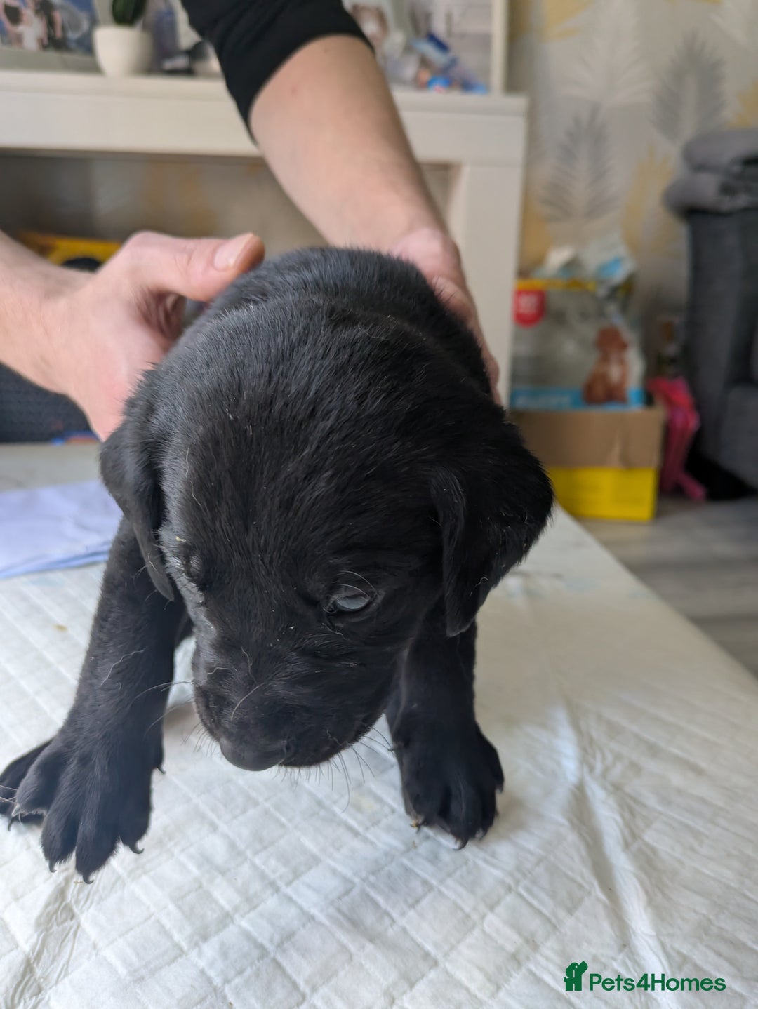 Labrador Retriever dogs for sale: Retriever Labrador puppys for sale - Image 15