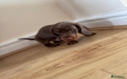 Miniature Dachshund dogs for sale:  Chocolate and tan miniature Dachshund  - Image 4
