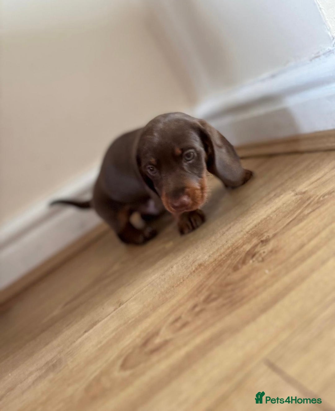 Miniature Dachshund dogs for sale:  Chocolate and tan miniature Dachshund  - Image 4