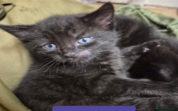 Domestic Shorthair cats for sale: 3 Black Kittens for sale (boy sold) - Image 12