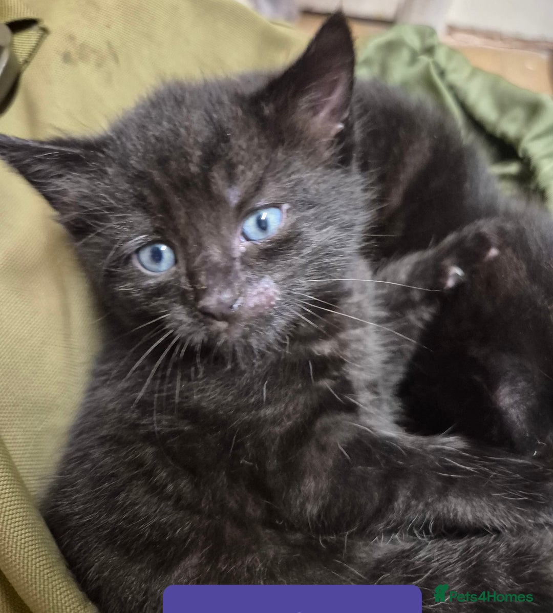 Domestic Shorthair cats for sale: 3 Black Kittens for sale (boy sold) - Image 12