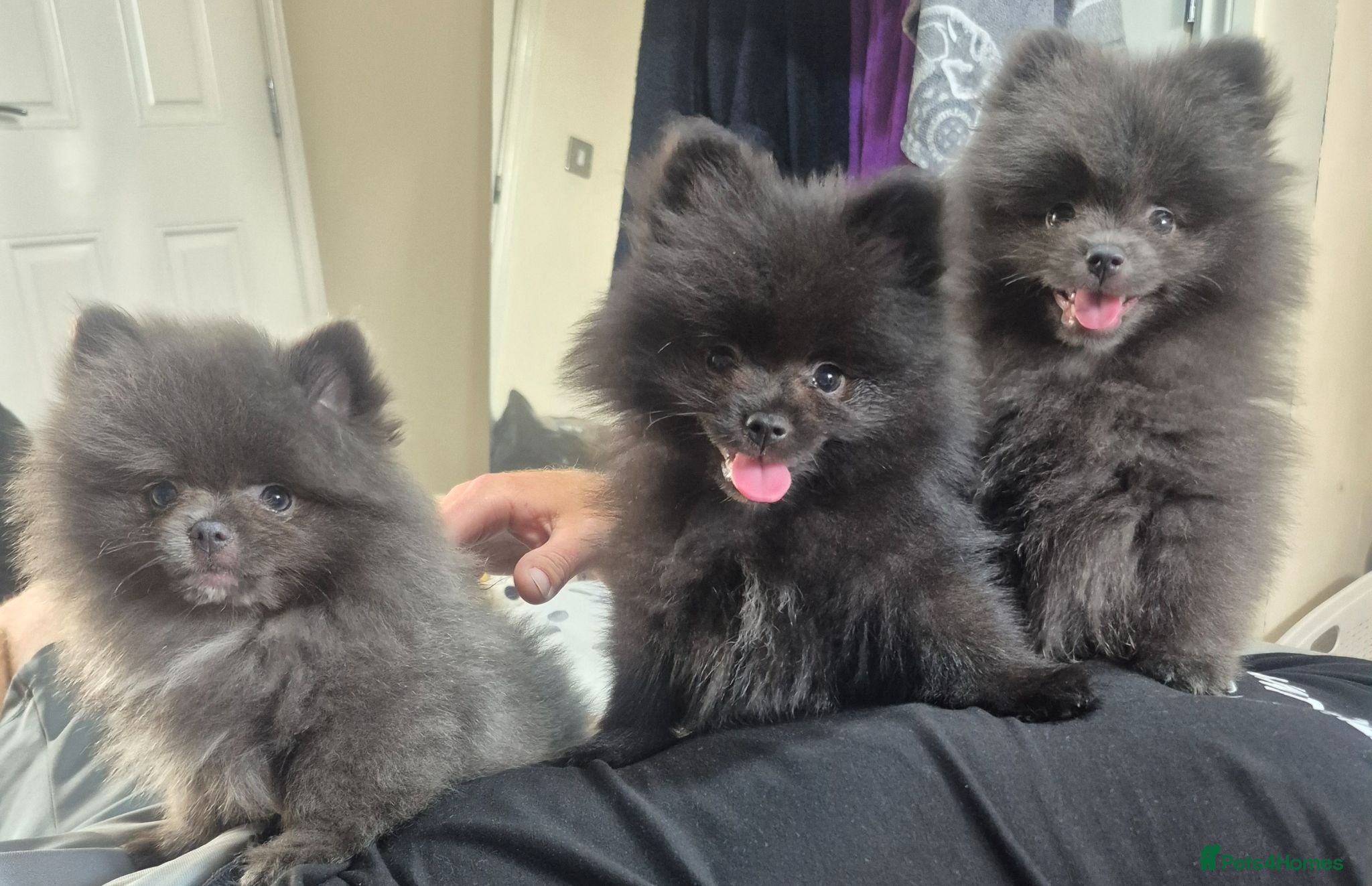 Pomeranian dogs Mini pomeranian puppies Russian bloodlines - Advert 7