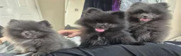 Pomeranian dogs for sale: Mini pomeranian puppies Russian bloodlines - Advert 1