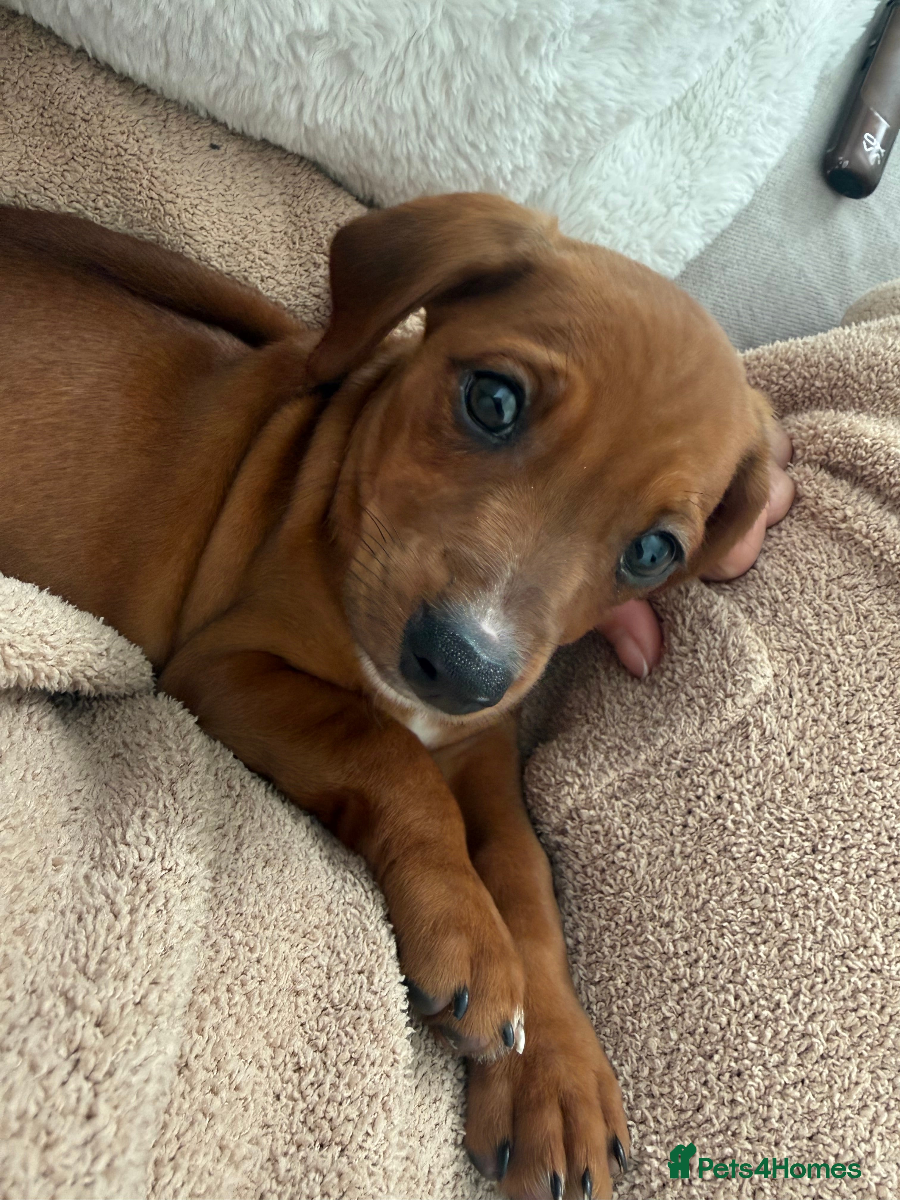 Mixed Breed dogs Last boy Cavapoo x Dachshund puppies  - Advert 4