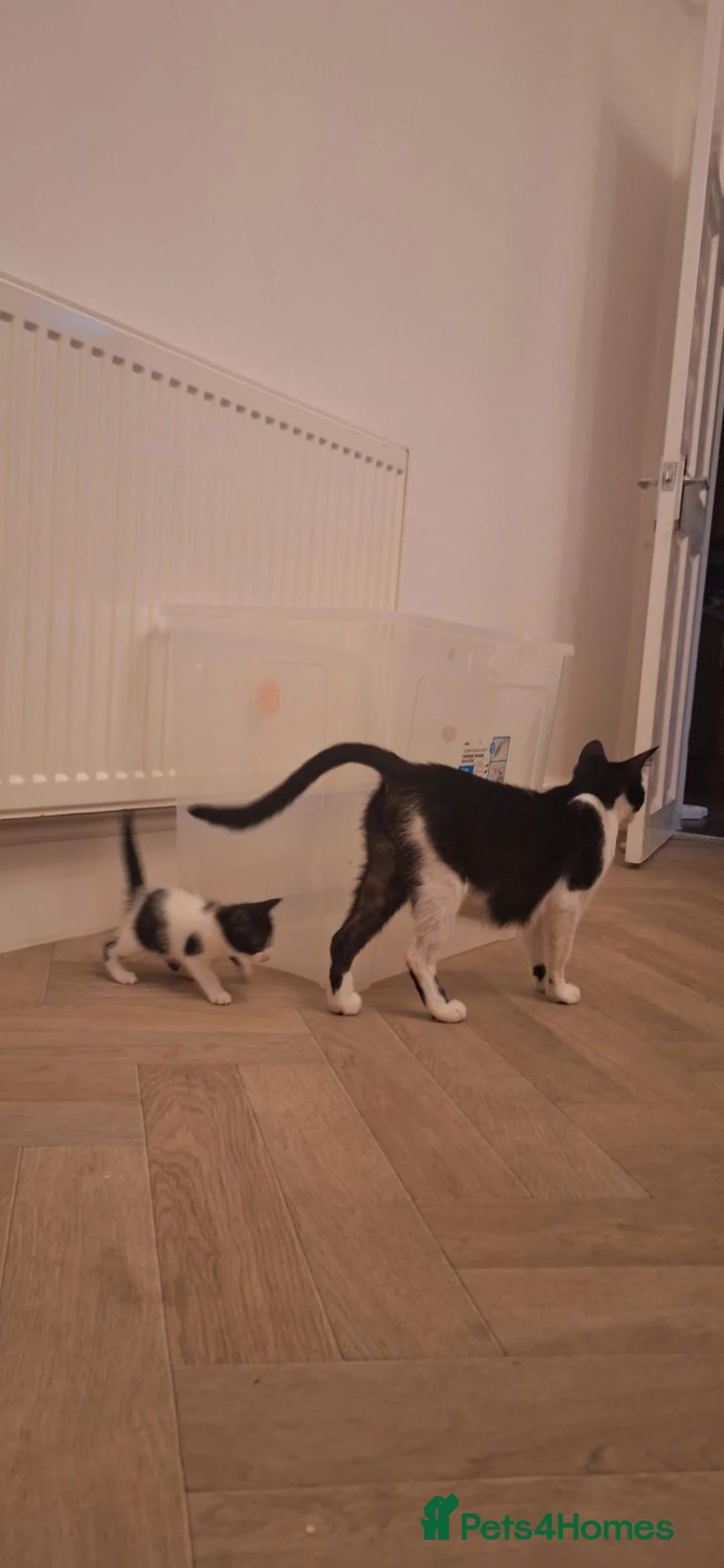 Mixed Breed cats for sale:  **  and 5 kittens in Bury - Advert 4