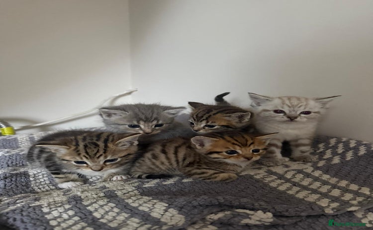 Mixed Breed cats - Advert 4