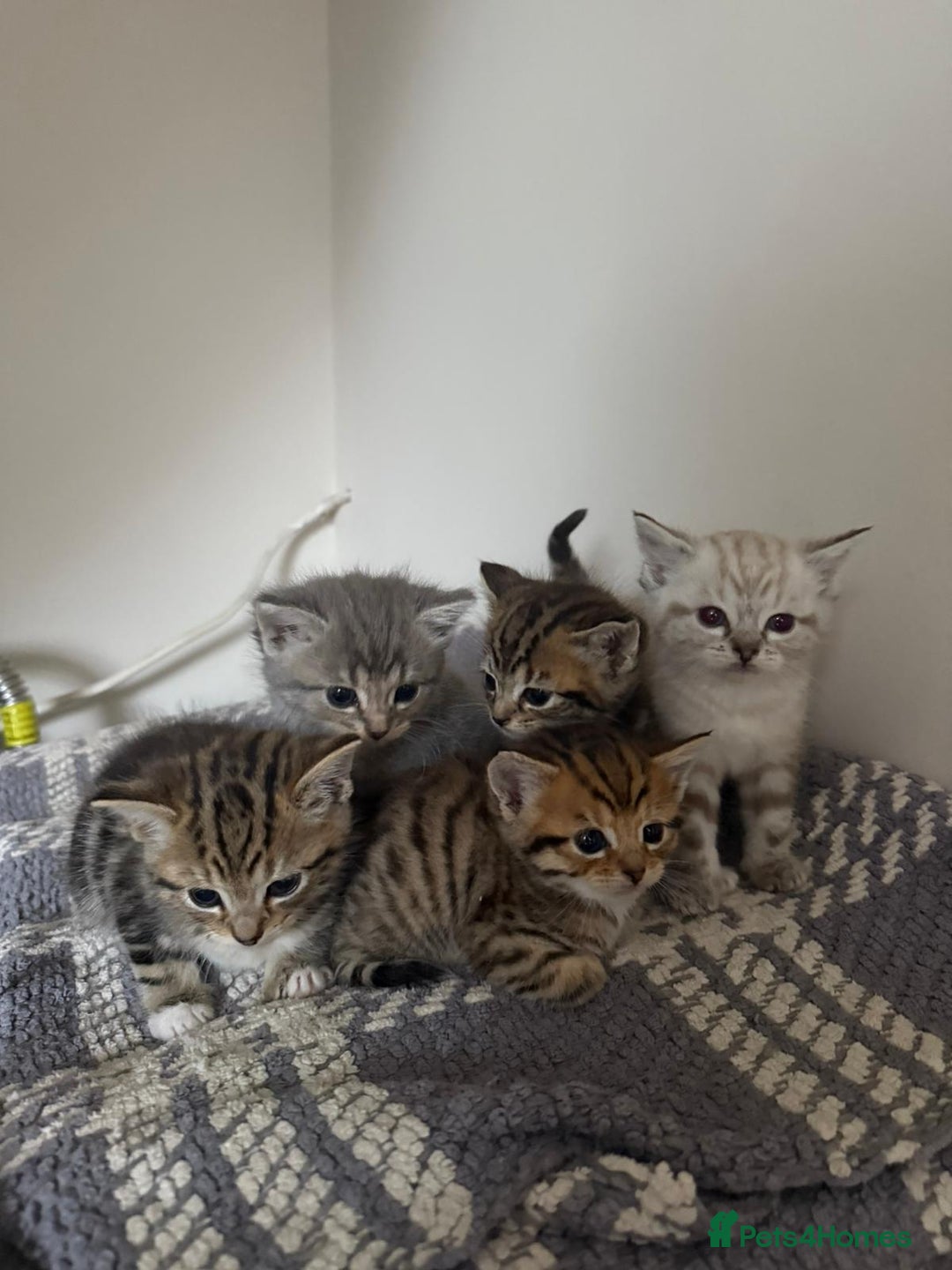 Mixed Breed cats for sale: Cute litter  - Image 1
