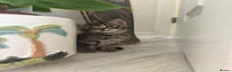 Bengal cats for sale: Bengal cross kittens  - Advert 16