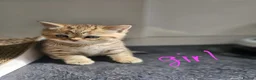 Scottish Fold cats for sale: 5 Beautiful Scottish Kittens Ready for Homes 🐾 - Advert 11