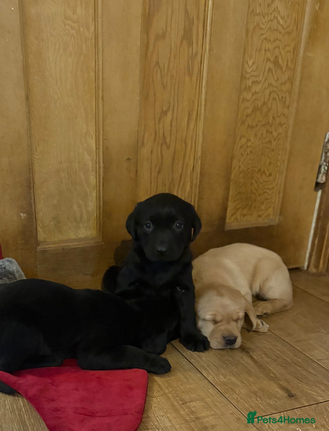 Labrador Retriever dogs for sale: 🐶KC Registered Labradors 🐶 - Advert 7