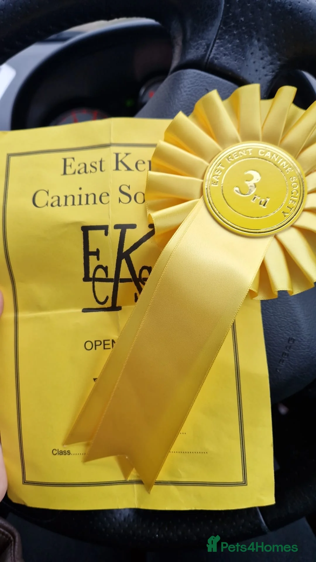 English Bull Terrier dogs for stud: Handsome English bull terrier CRUFTS QUALIFIER in Croydon - Advert 7