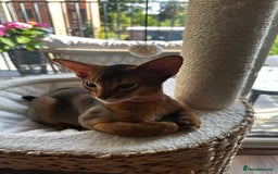 Abyssinian cats for sale: Beautiful Pure Abyssinian Kitten Boy - Image 28