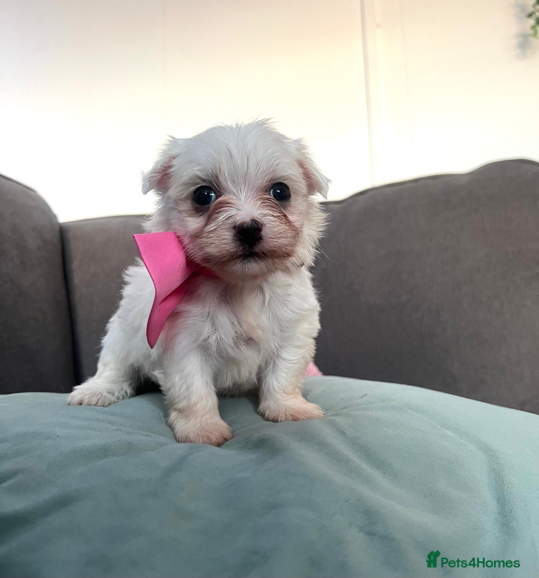 Maltese dogs for sale: Maltese puppies available 🩵🩷💚  - Image 6