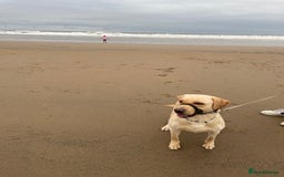 Labrador Retriever dogs for sale: Dennis 5 year old KC Labrador  - Image 6