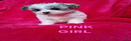 Bichon Frise dogs for sale: Bichon puppies for sale - Advert 5