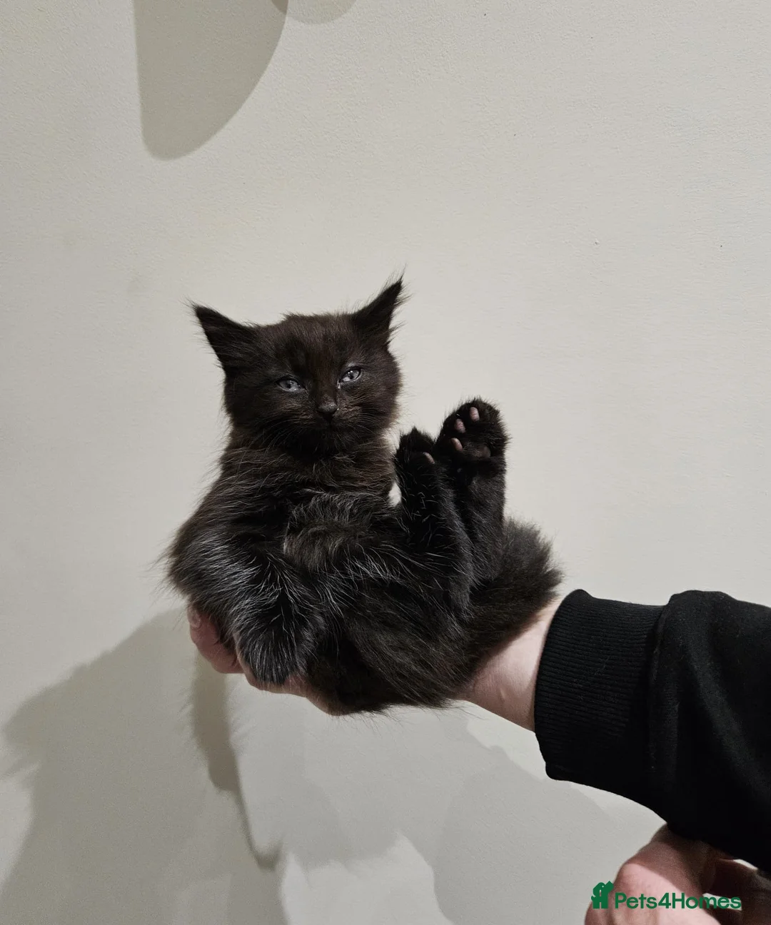 Mixed Breed cats for sale: Gorgeous playful fluffy kittens - Advert 5