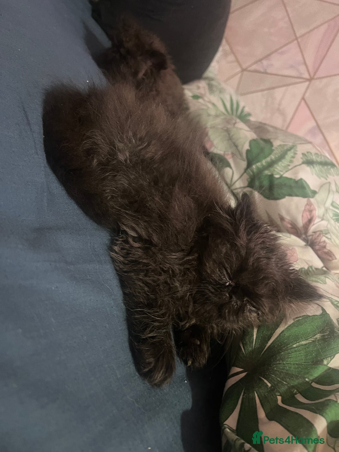 Persian cats for sale: REDUCED Champion Line Black Persians.  - Image 14