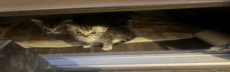Mixed Breed cats for sale: Scottish fold and bengal cross kittens  - Advert 6