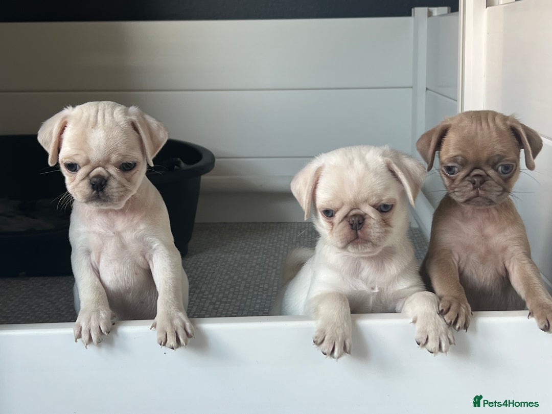 Pug dogs for sale: Pug puppies  - Advert 1