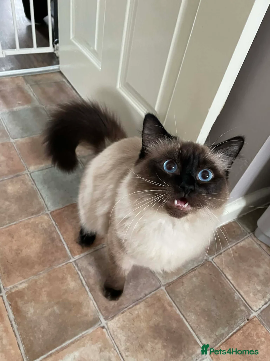Ragdoll cats for sale: Casper, Beautiful male Ragdoll  - Advert 6