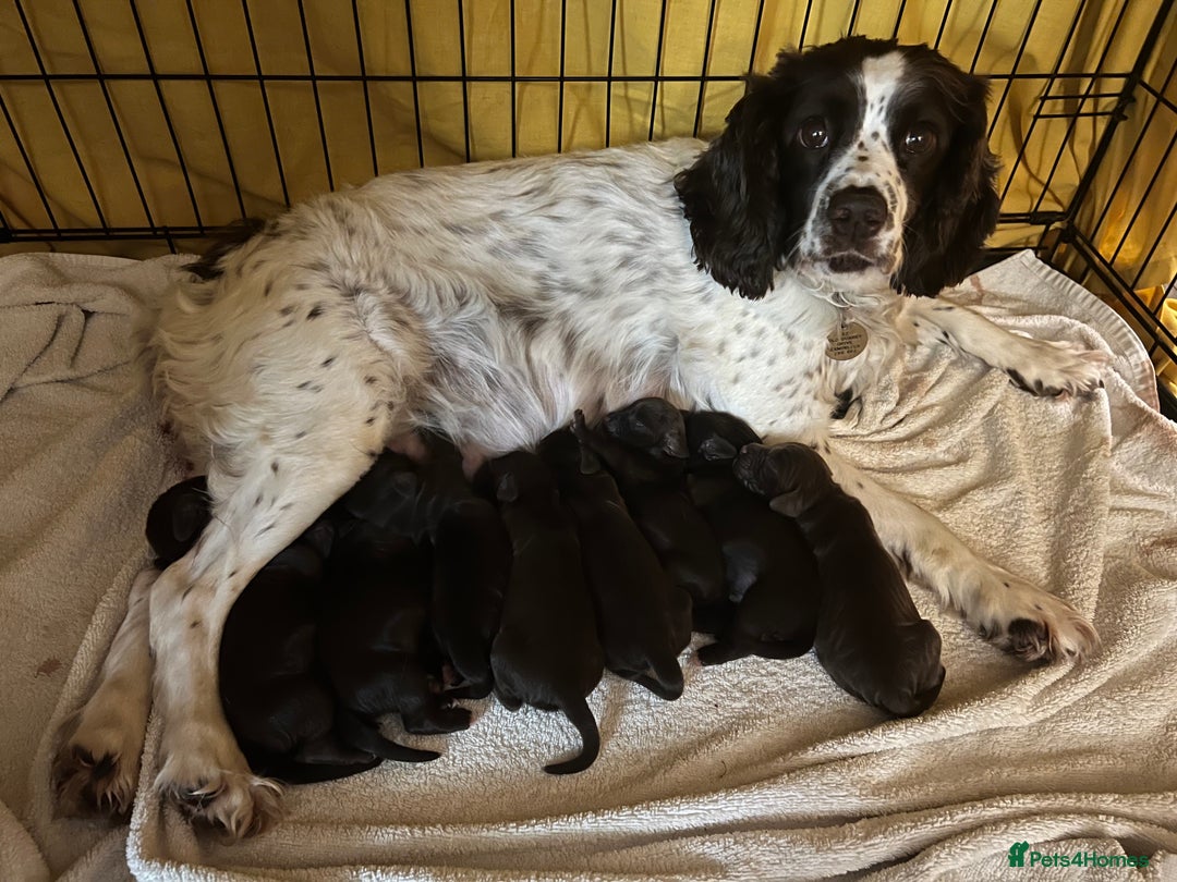 Sprocker dogs for sale: Beautiful Chocolate Sprocker Spaniels! - Image 5