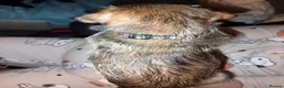 Mixed Breed dogs for sale: Puppies mixed breed ready 2nd of November  - Advert 6