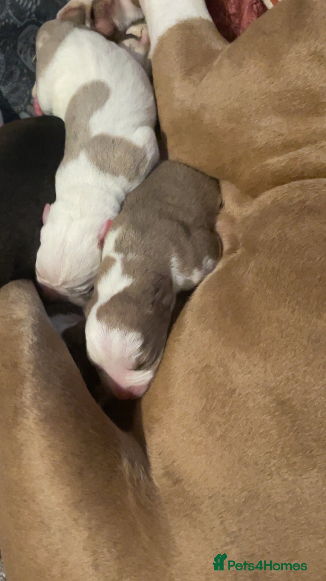 Mixed Breed dogs for sale: American Bulldog x Staffordshire Terrier puppies - Advert 11