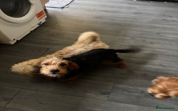 Mixed Breed dogs for sale: 2 puppies for sale  - Image 10