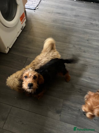 Mixed Breed dogs 2 puppies for sale - Advert 4