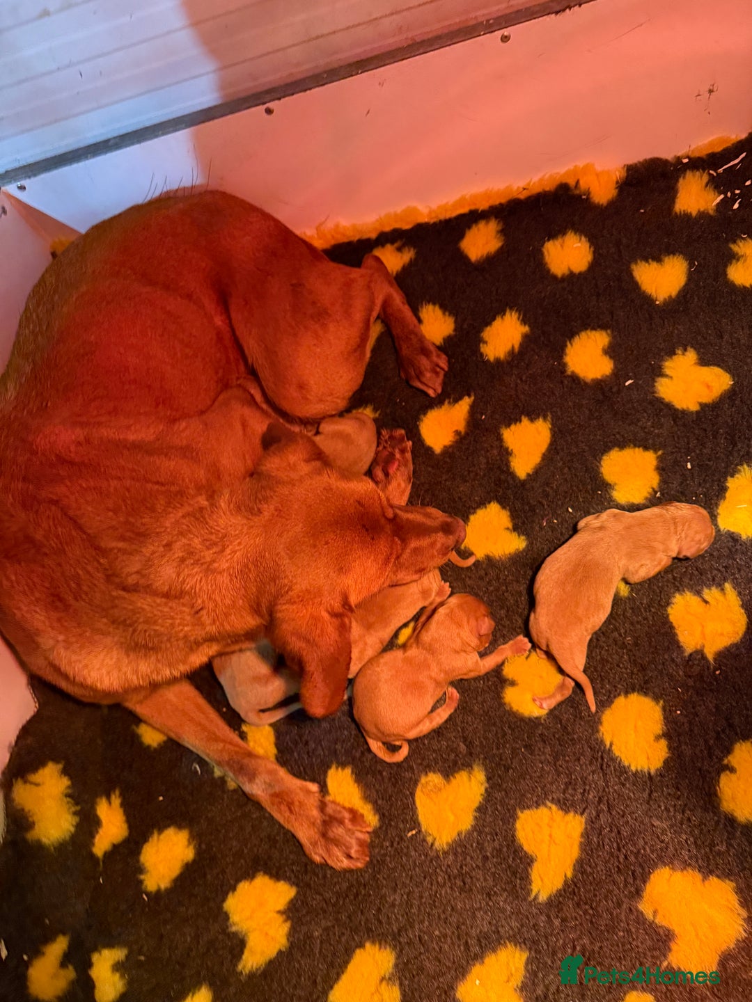 Goldador dogs for sale: Beautiful Chunky Dark Red Goldadors  - Advert 9